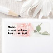 Candy Pink Rose (Insitu)