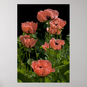 Candy Pops drucken Poster