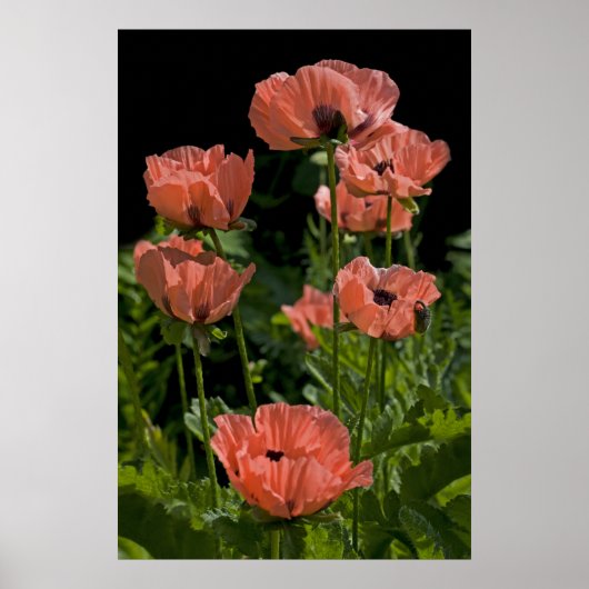 Candy Pops drucken Poster (Vorne)