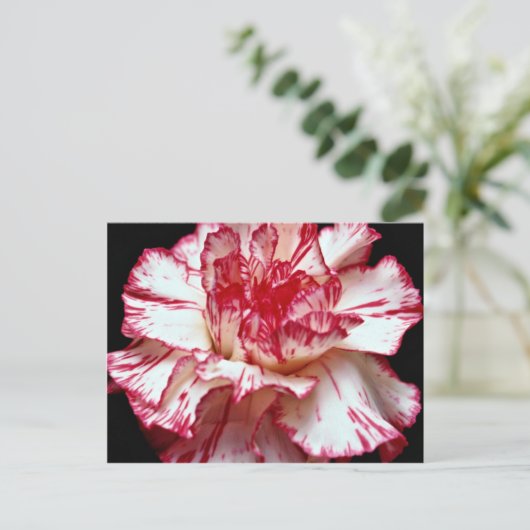 Candy-Strip-Blume Postkarte (Stehend Vorderseite)