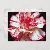 Candy-Strip-Blume Postkarte (Vorne/Hinten)