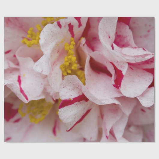 Candy Striped Camellia Wrapping Paper Geschenkpapier (Flach)