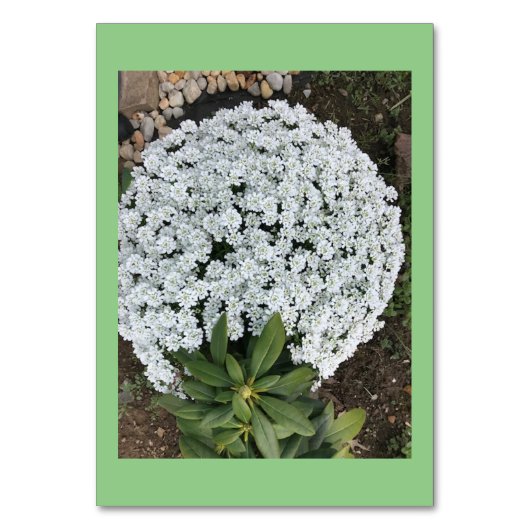 Candytuft-Blume mit benutzerdefiniertem Lesen von Tischnummer (Vorderseite)
