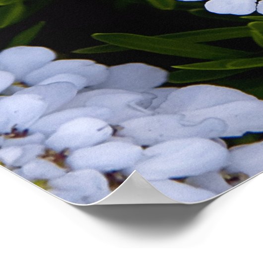 CANDYTUFT PFLANZE POSTER (Ecke)