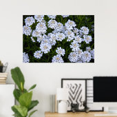 CANDYTUFT PFLANZE POSTER (Heimbüro)