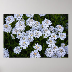 CANDYTUFT PFLANZE POSTER