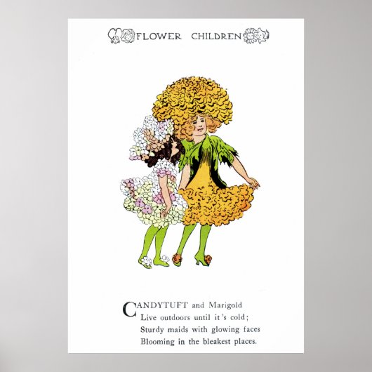 Candytuft und Marigold Poster (Vorne)