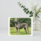 Cane Corso 8R056D-05 Postkarte (Stehend Vorderseite)