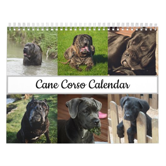 Cane Corso Calendar Kalender (Titelbild)
