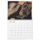 Cane Corso Calendar Kalender (Mär 2027)