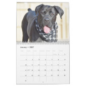 Cane Corso Calendar Kalender (Jan 2027)