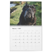 Cane Corso Calendar Kalender (Feb 2027)