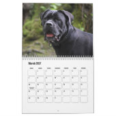 Cane Corso Dog Calendar Kalender (Mär 2027)