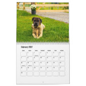 Cane Corso Dog Calendar Kalender (Feb 2027)