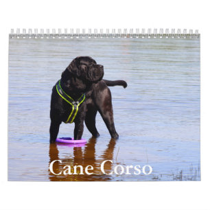 Cane Corso Dog Calendar Kalender