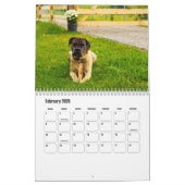 Cane Corso Dog Calendar Kalender (Feb 2026)