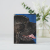 Cane Corso Dog Postcard Postkarte (Stehend Vorderseite)