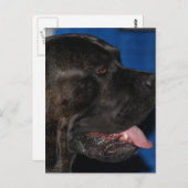 Cane Corso Dog Postcard Postkarte (Vorne/Hinten)