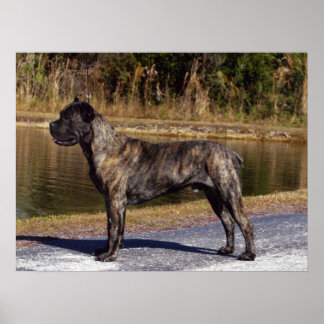 Cane Corso Druck Poster