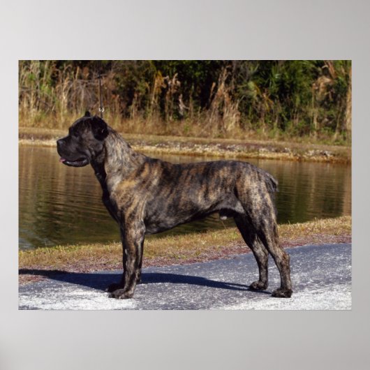 Cane Corso Druck Poster (Vorne)