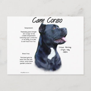 Cane Corso History Postkarte