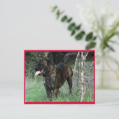 Cane Corso Italian Mastiff Postcard Postkarte (Stehend Vorderseite)