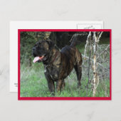 Cane Corso Italian Mastiff Postcard Postkarte (Vorne/Hinten)