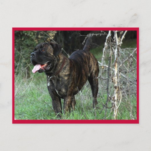 Cane Corso Italian Mastiff Postcard Postkarte (Vorderseite)