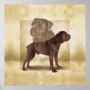 Cane Corso - Italienischer Mastiff Poster