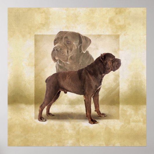 Cane Corso - Italienischer Mastiff Poster (Vorne)
