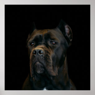 Cane Corso - Italienischer Mastiff Poster