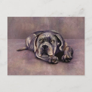 Cane Corso - Italienischer Mastiff Puppy Postkarte