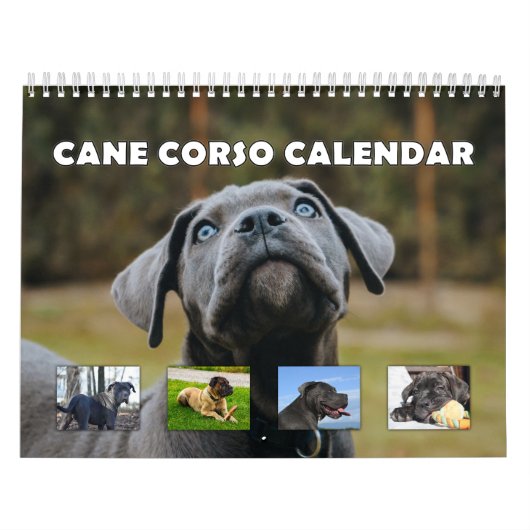 Cane Corso Kalender (Titelbild)