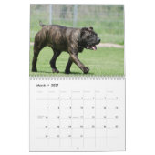 Cane Corso Kalender (Mär 2027)