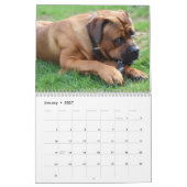 Cane Corso Kalender (Jan 2027)
