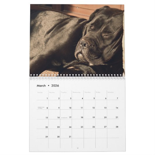 Cane Corso Kalender (Mär 2026)