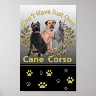 Cane Corso kann nicht nur eine Plakette und Drucke