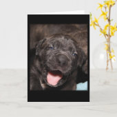 Cane Corso Mastiff Puppy Karte (Gelbe Blume)