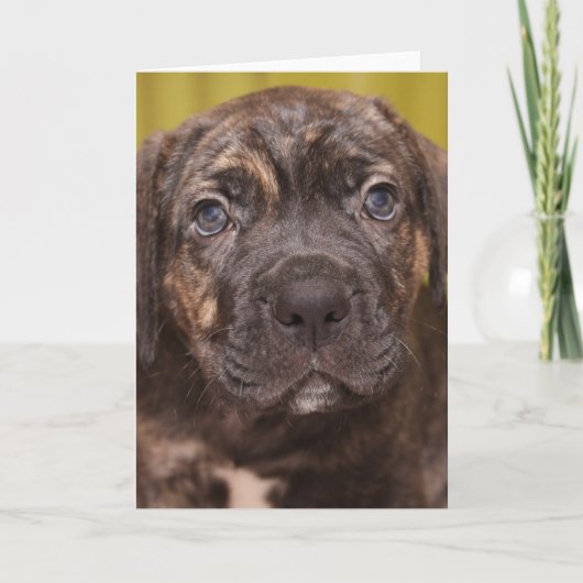 Cane Corso Mastiff-Welpentarkarte Karte (Vorderseite)
