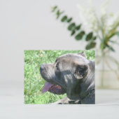 Cane Corso Postcard Postkarte (Stehend Vorderseite)