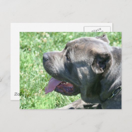 Cane Corso Postcard Postkarte (Vorne/Hinten)