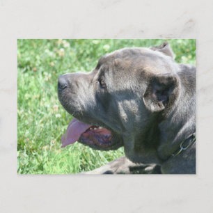 Cane Corso Postcard Postkarte