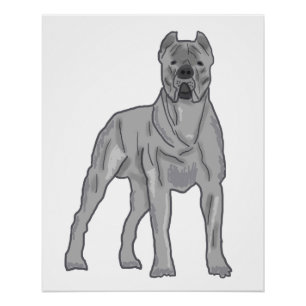 Cane Corso Poster