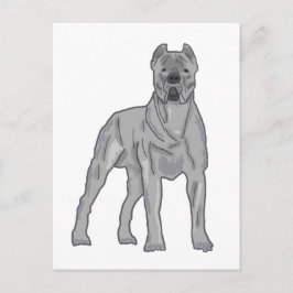 Cane Corso Postkarte