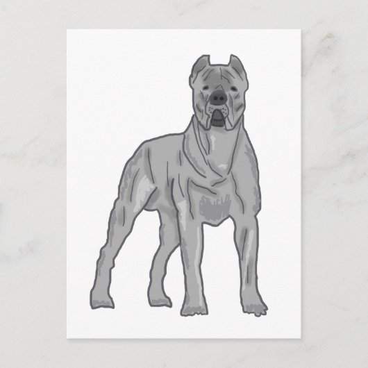 Cane Corso Postkarte (Vorderseite)