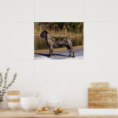 Cane Corso Print Poster (Küche)