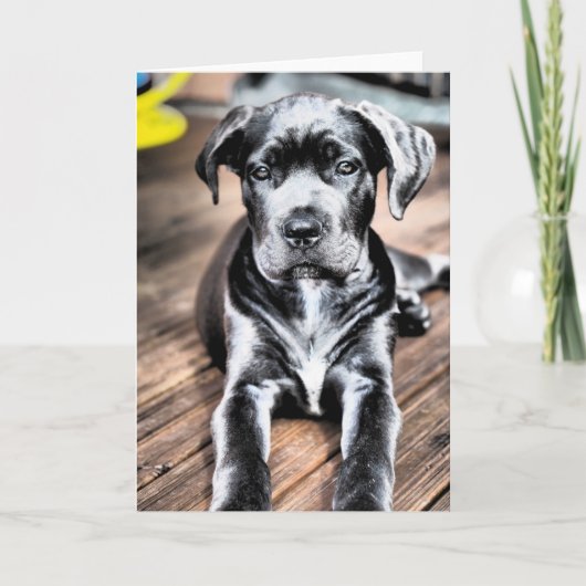 Cane corso pup 2.png karte (Vorderseite)