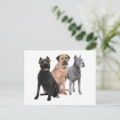 Cane Corso Three Postkarte (Stehend Vorderseite)