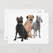 Cane Corso Three Postkarte (Vorne/Hinten)