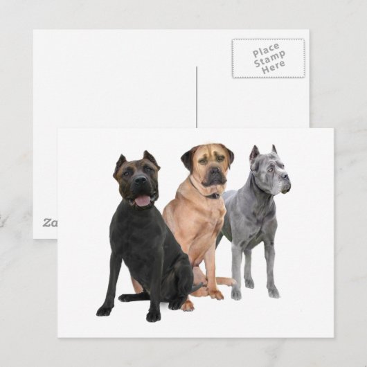 Cane Corso Three Postkarte (Vorne/Hinten)